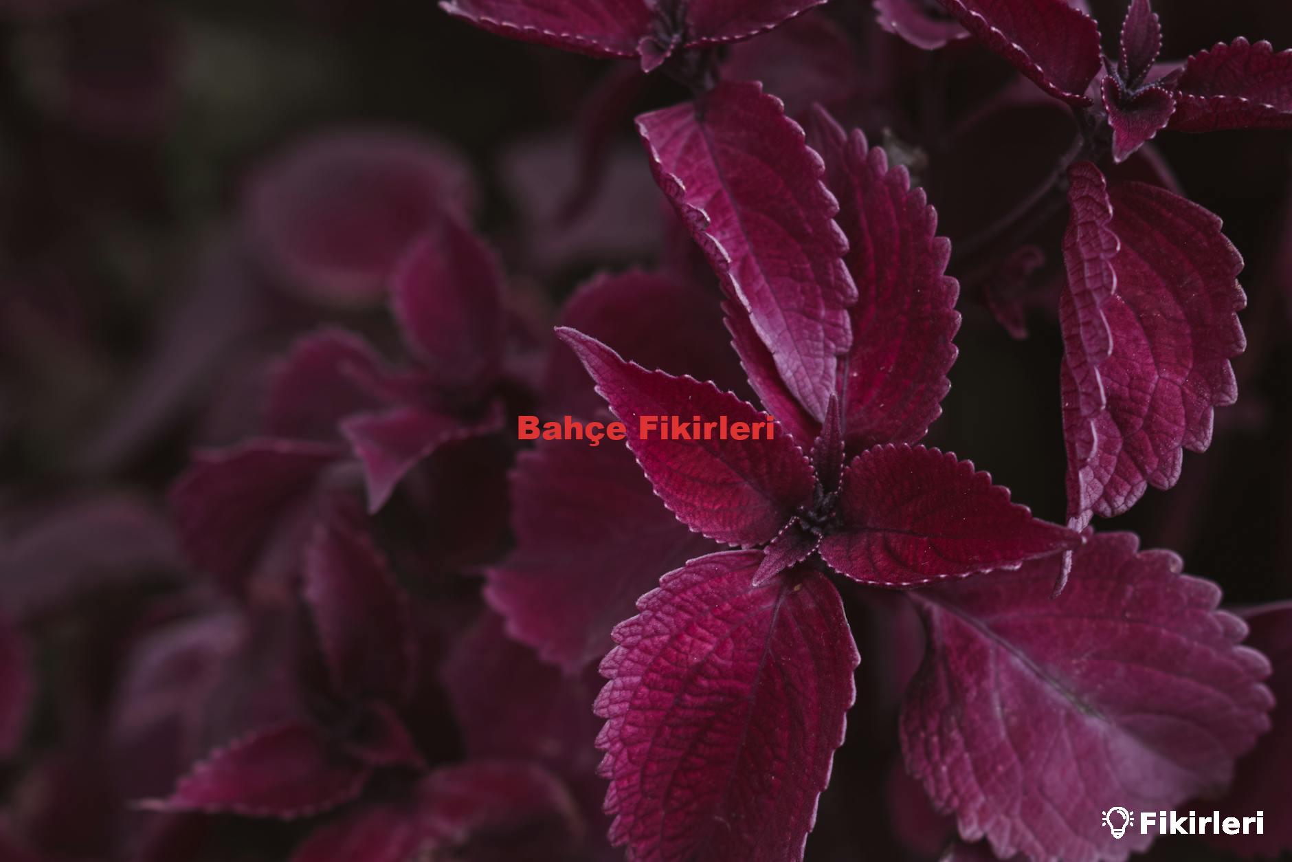 Bahçe Fikirleri