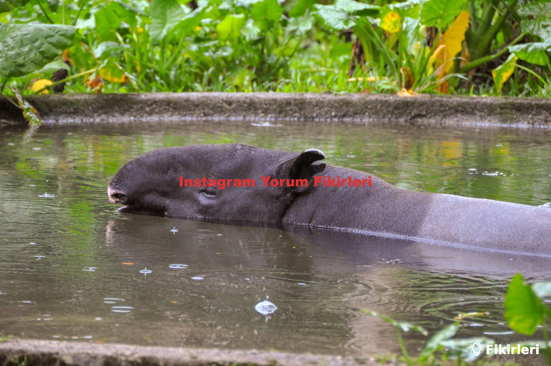 Instagram Yorum Fikirleri