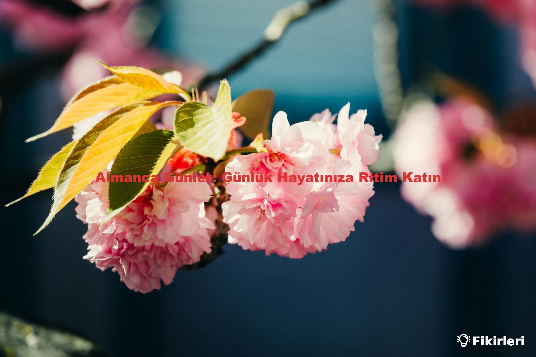 Almanca Günler: Günlük Hayatınıza Ritim Katın