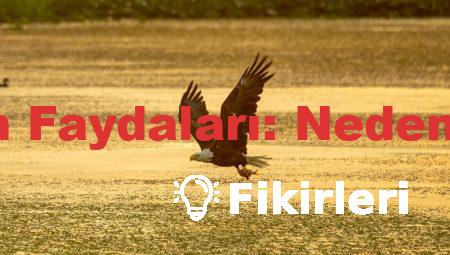 Tavsiye Almanın Faydaları: Neden Denemelisiniz?