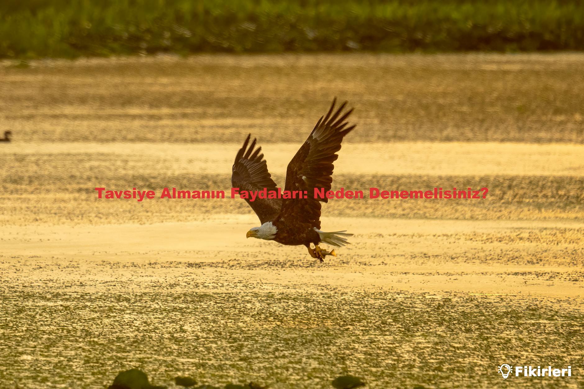 Tavsiye Almanın Faydaları: Neden Denemelisiniz?